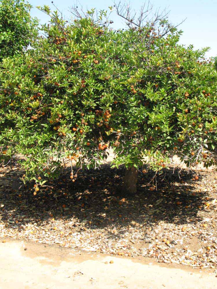            Habit (Riverside, CA)   